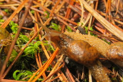 Helicarionoidea