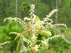 Clethra occidentalis
