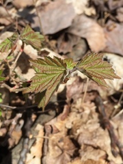 Viburnum acerifolium
