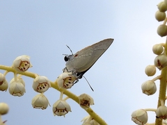 Allosmaitia strophius