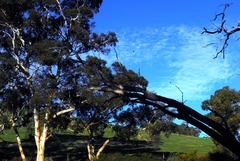 Eucalyptus leucoxylon leucoxylon