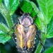 Taeniodera nigricollis - Photo (c) 陳正守, μερικά δικαιώματα διατηρούνται (CC BY-NC), uploaded by 陳正守