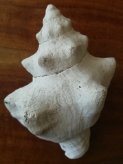 Pleuroploca trapezium