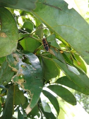 Physopelta gutta gutta