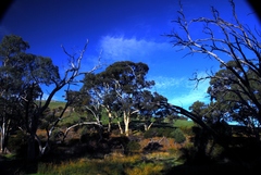 Eucalyptus leucoxylon leucoxylon