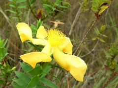 Hypericum terrae-firmae