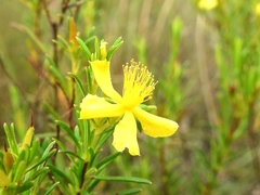 Hypericum nitidum