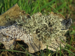 Ramalina vogulica