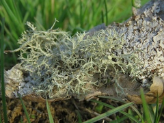 Ramalina vogulica