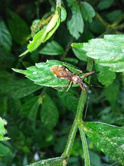 Epidaus