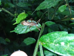 Epidaus