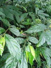 Epidaus