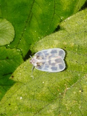 Borysthenes maculatus