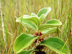 Miconia sericea