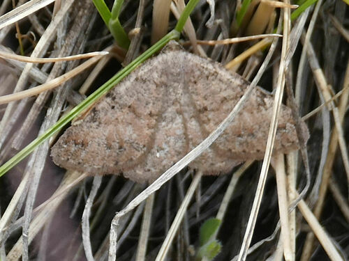 Ixala desperaria