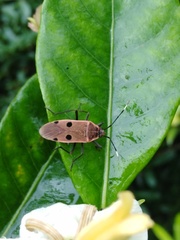 Physopelta quadriguttata