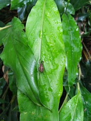 Cryptoderma