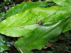 Cryptoderma