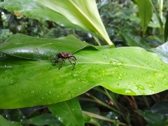 Cryptoderma