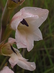 Gladiolus exiguus