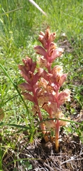 Orobanche alba