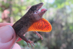 Anolis mccraniei