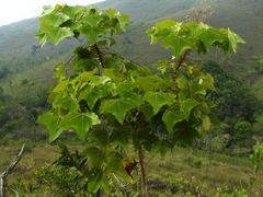 Oreopanax sanderianus