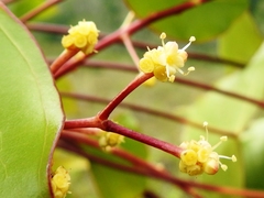 Oreopanax sanderianus