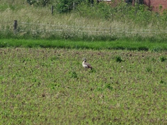 Alopochen aegyptiaca