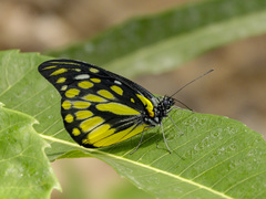 Prioneris thestylis