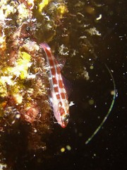 Helcogramma striata