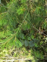 Pinus chiapensis
