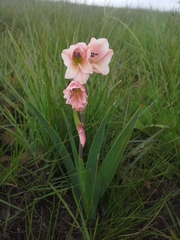 Gladiolus exiguus