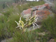 Gladiolus permeabilis edulis