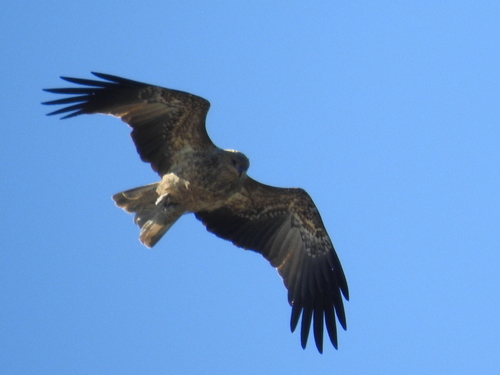 Haliastur sphenurus