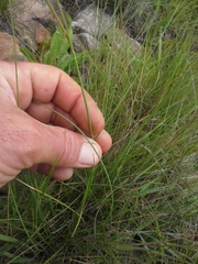 Gladiolus permeabilis edulis