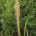 Gladiolus sericeovillosus calvatus - Photo ללא זכויות יוצרים, uploaded by Jimmy Whatmore