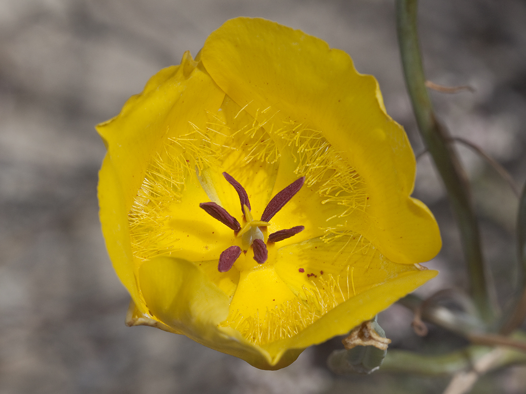 Calochortus clavatus var. pallidus