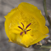 Calochortus clavatus pallidus - Photo (c) Bill Bouton, some rights reserved (CC BY-NC)