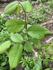Ulmus rubra