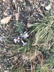 Hesperidanthus linearifolius