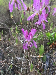 Rhododendron canadense