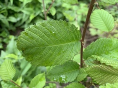 Ulmus rubra