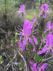 Rhododendron canadense