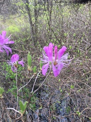Rhododendron canadense