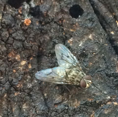 Diptera