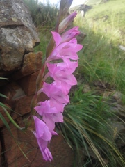 Gladiolus varius