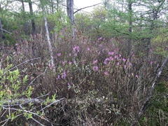 Rhododendron canadense