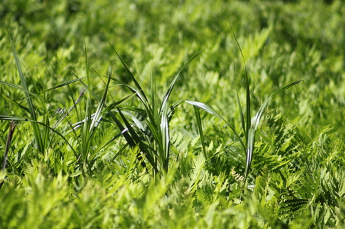 Image of Bolboschoenus fluviatilis by no rights reserved