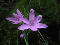 Hesperantha baurii